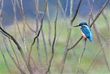 Common Kingfisher